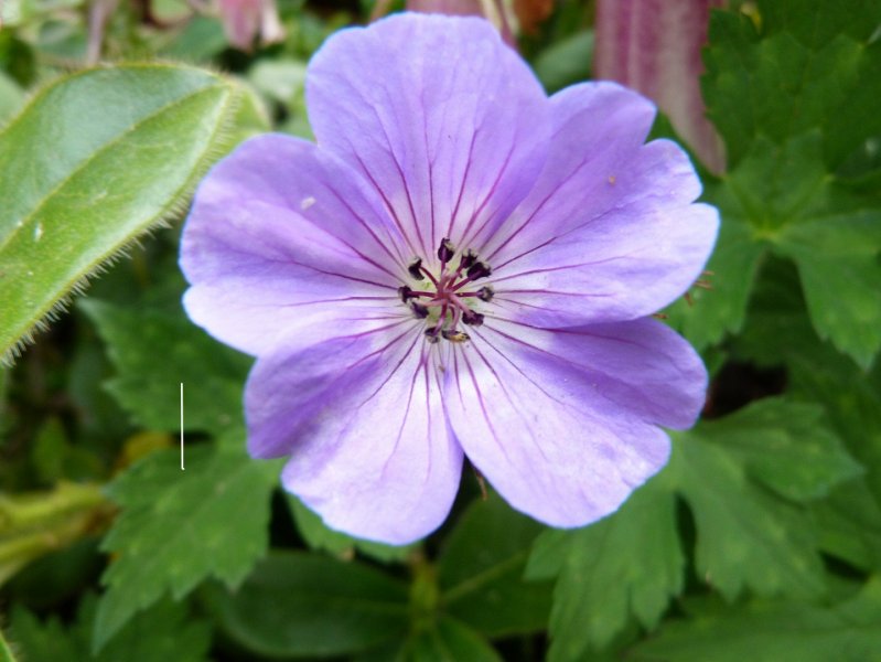 Just cranesbills 28 June  2012 005.JPG