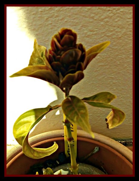 Justica Carnea bud May 20.jpg