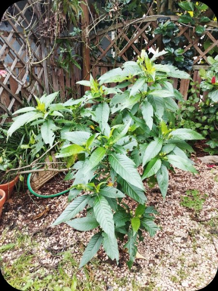 Justicia adhatoda 20 Jan 25.jpg