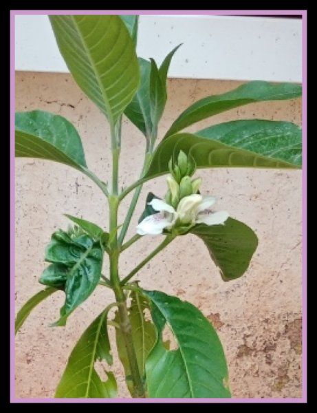 Justicia adhatoda.jpg