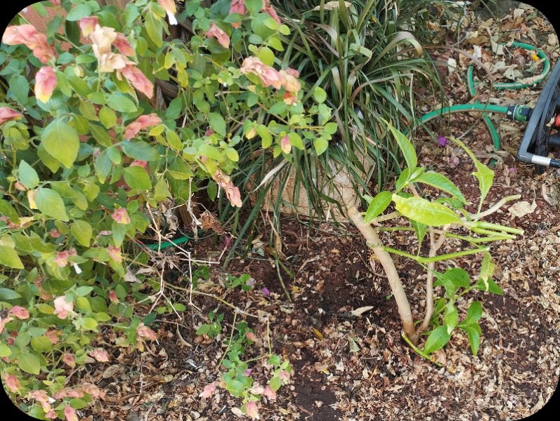 Justicia Adhotoda2 21 Aug 25.jpg