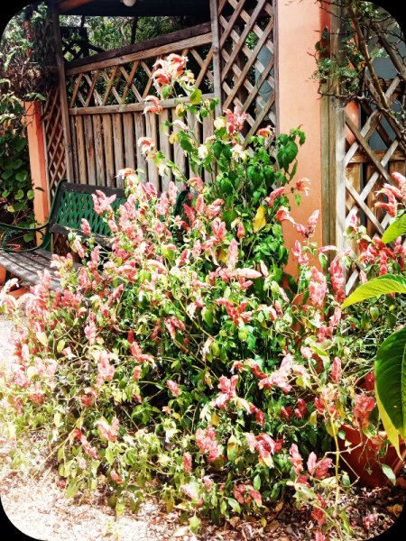 Justicia brandegeeana 6 Ju 24.jpg