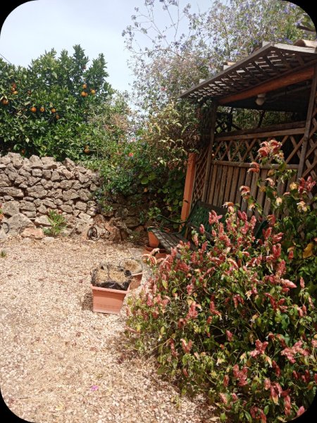 Justicia brandegeeana 6 Jun 24.jpg