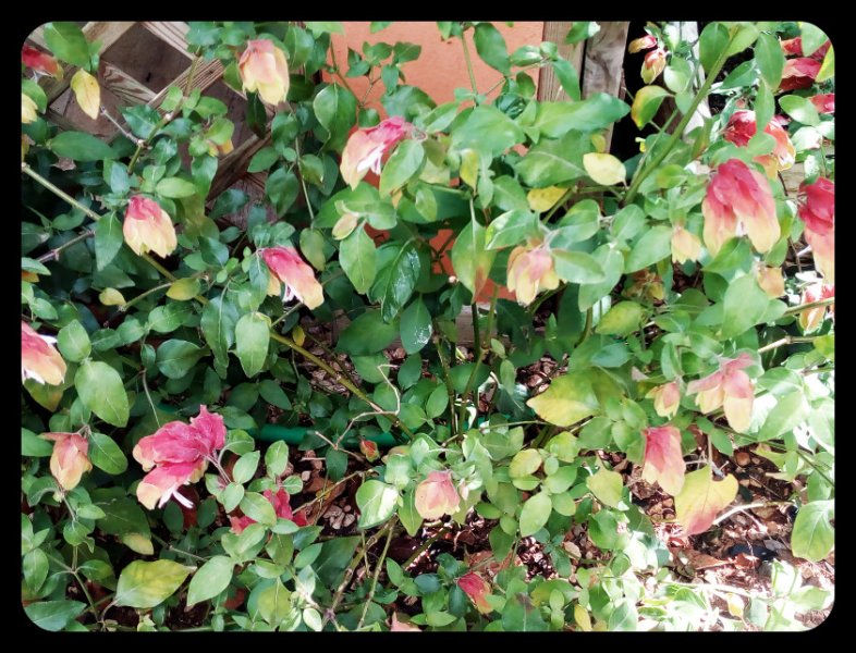 Justicia brandegeeana Apr 21.jpg