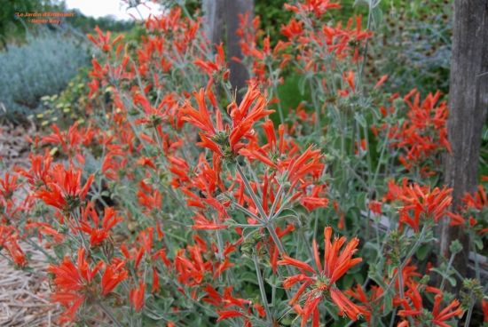 Justicia suberecta.jpg