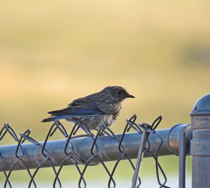 Juv Bluebird bryce.JPG