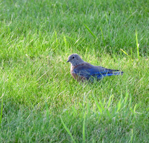 juv bluebird.JPG