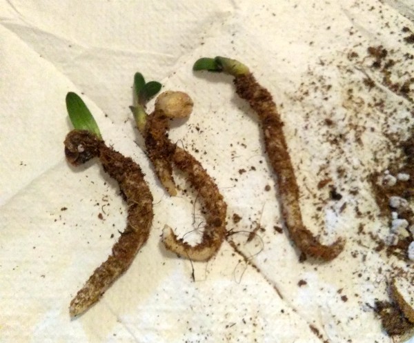 Kafffir 3 Feb 20.jpg