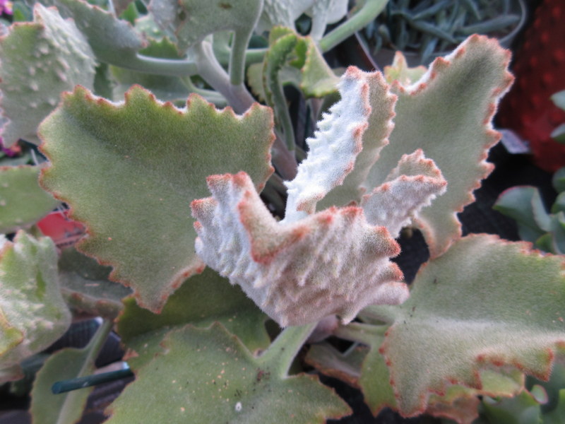 KALANCHOE  BEHARENSIS 01-02-2022 15-46-55.JPG