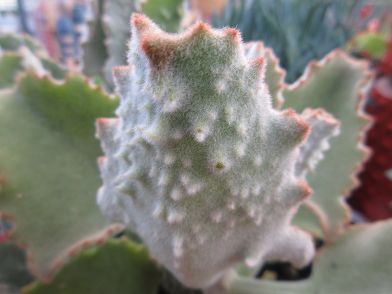 KALANCHOE  BEHARENSIS 01-02-2022 15-47-08.JPG