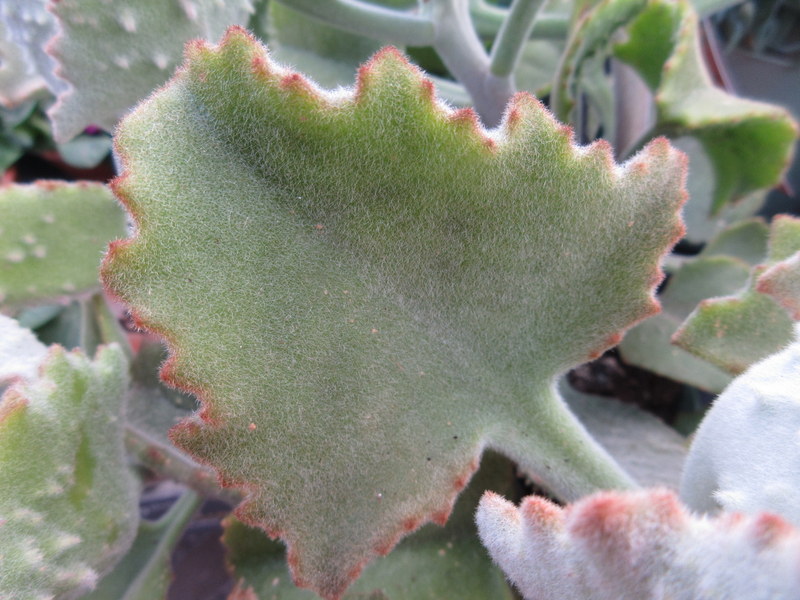 KALANCHOE  BEHARENSIS 01-02-2022 15-47-16.JPG