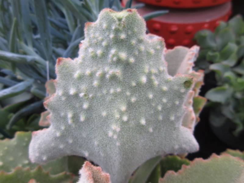 KALANCHOE  BEHARENSIS 01-02-2022 15-47-29.JPG