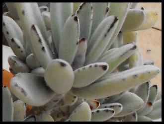 Kalanchoe Tomentosa.jpg
