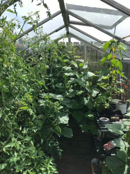 KasvihuoneJuly25.jpg