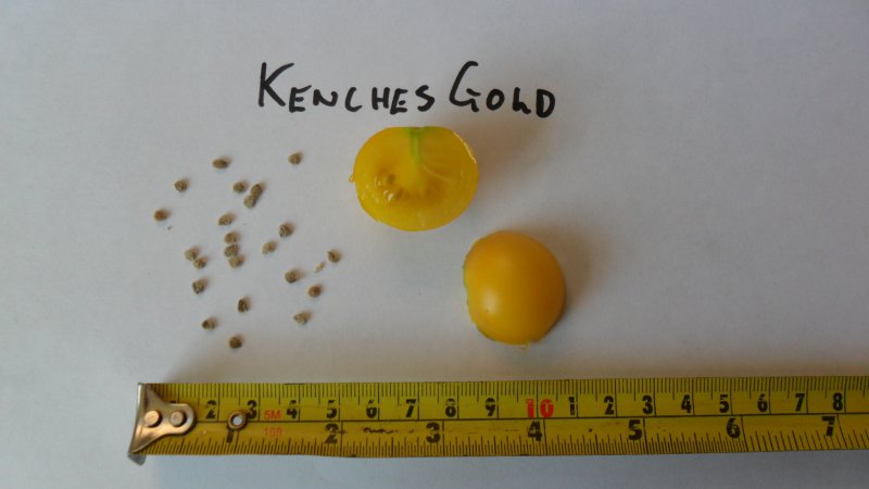 KenchesGoldRipe.JPG