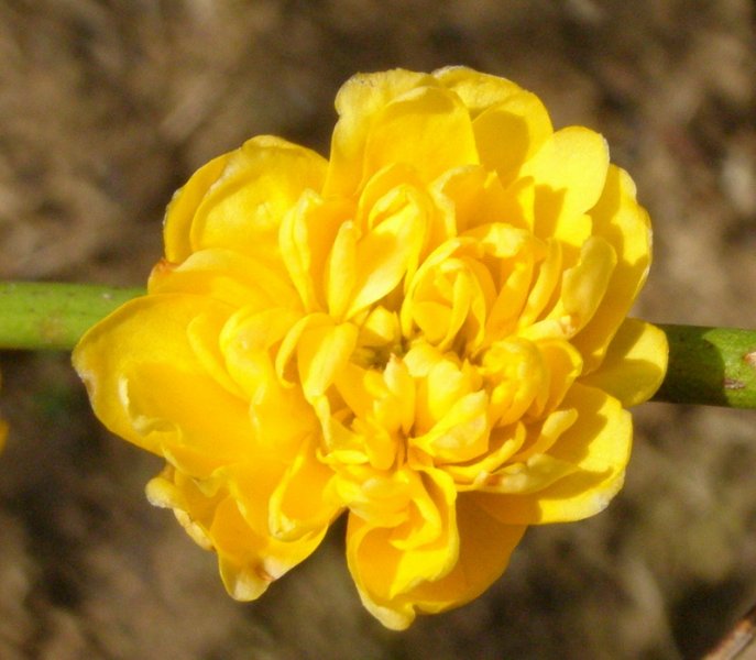 KERRIA  JAPONICA  PLENIFLORA 05-04-2008 13-22-21.jpg