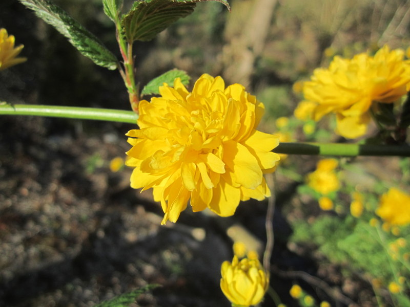 KERRIA  JAPONICA  PLENIFLORA 27-03-2012 16-19-45.jpg