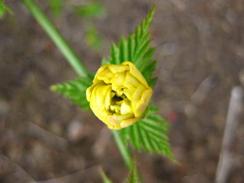 KERRIA  JAPONICA  PLENIFLORA 28-03-2009 17-15-50.jpg