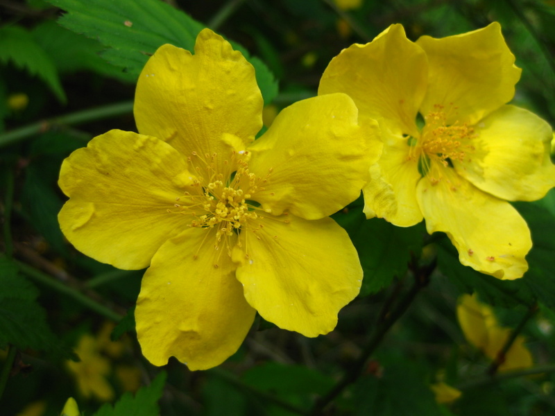 KERRIA  JAPONICA  SIMPLEX 26-04-2009 10-51-54.JPG