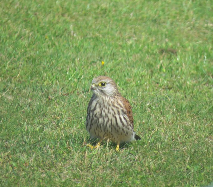kestrel 1.JPG