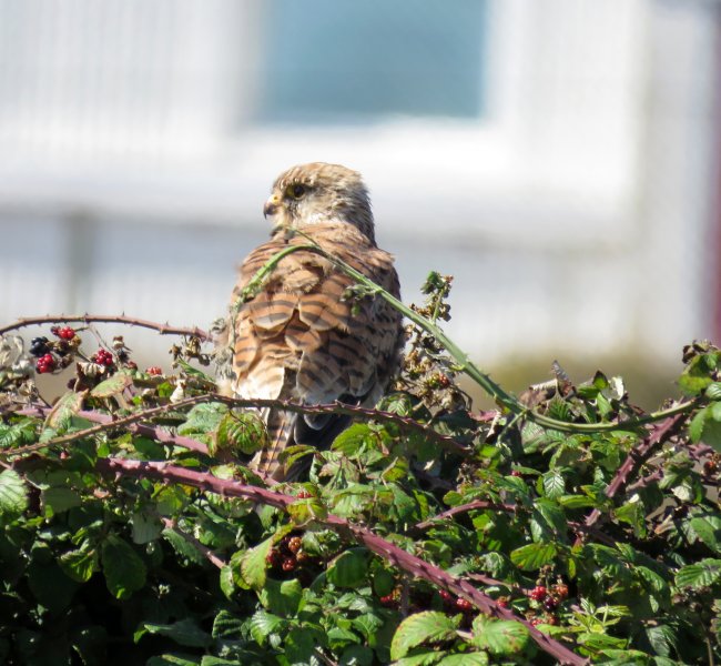 kestrel 2.JPG