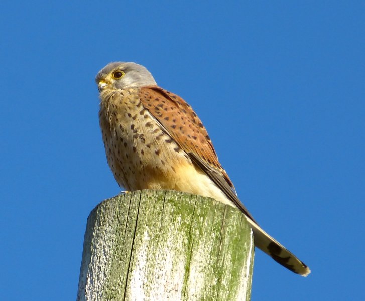 kestrel.JPG