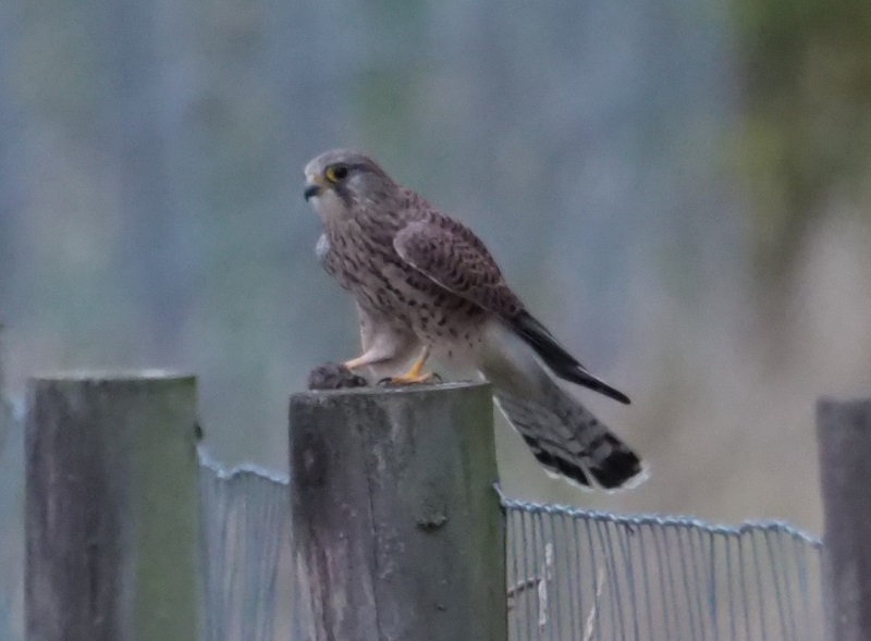 kestrelGC.jpg