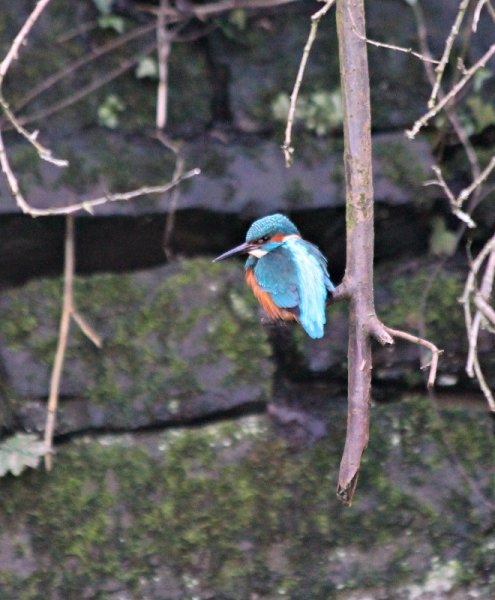 Kingfisher (660x800).jpg