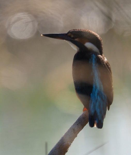 kingfisher.jpg