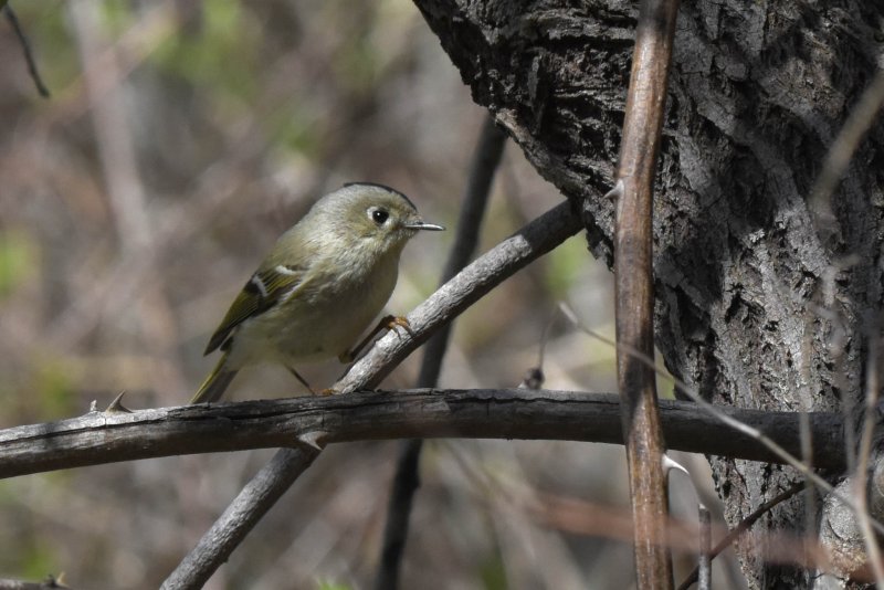 Kinglet2.jpg