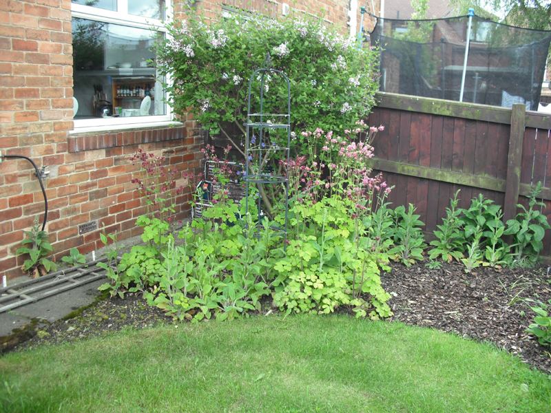 kitchen corner lilac b 03-06-2012.jpg