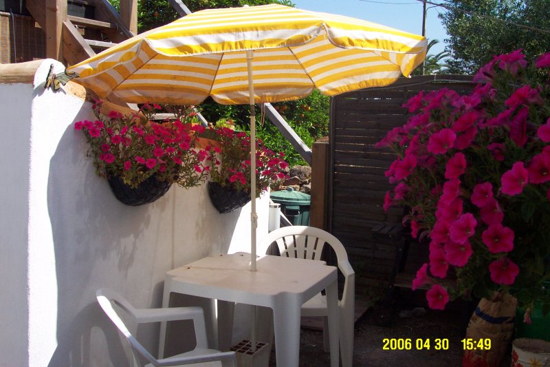 Kitchen Petunias.jpg