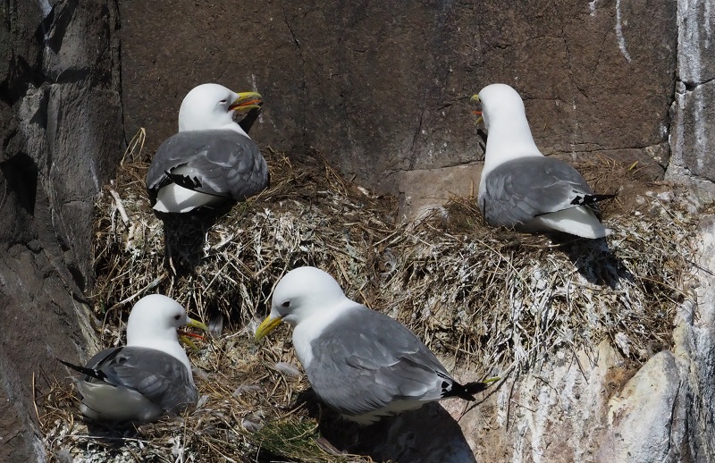 kitiwakes.jpg