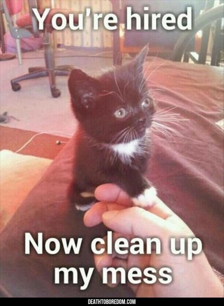 -kitten-quotes.jpg