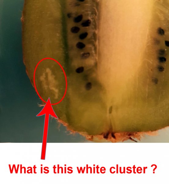 Kiwi White Cluster.jpg