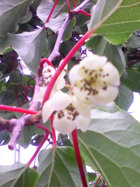 Kiwi_flower.jpg