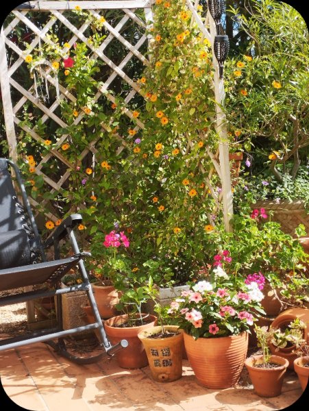 KKK Trellis 15 May 25.jpg