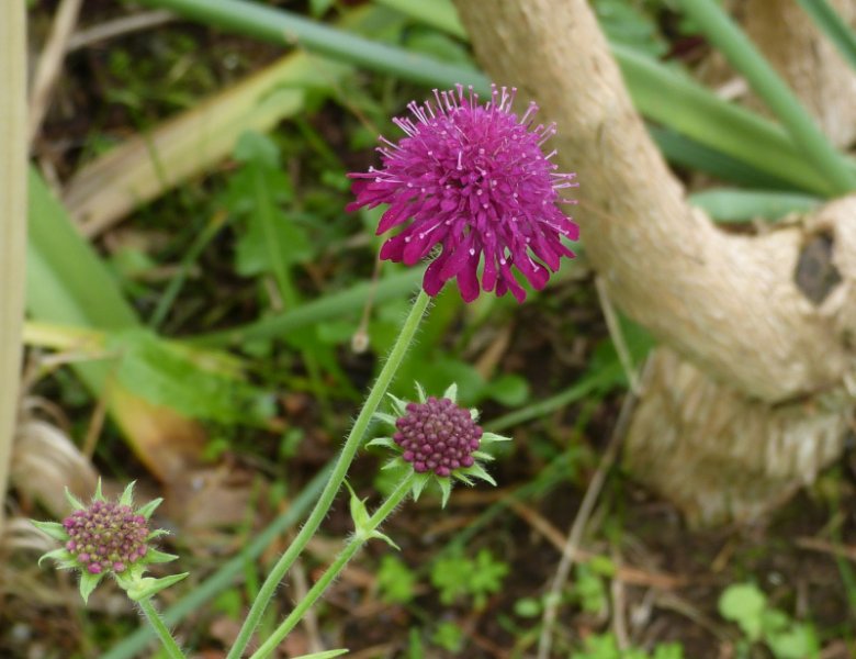 Knautia macedonia.JPG