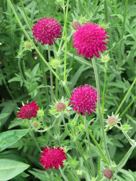Knautia 'Macedonica' (2).JPG