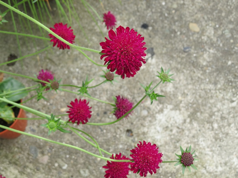 Knautia 'Macedonica' (2).JPG