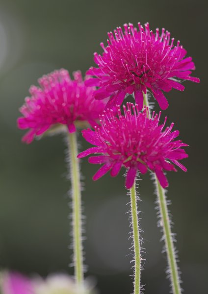 Knautia Macedonica.jpg