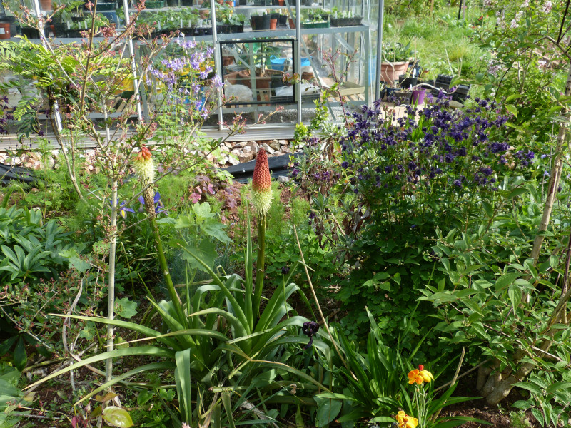 Kniphofia northiae.JPG