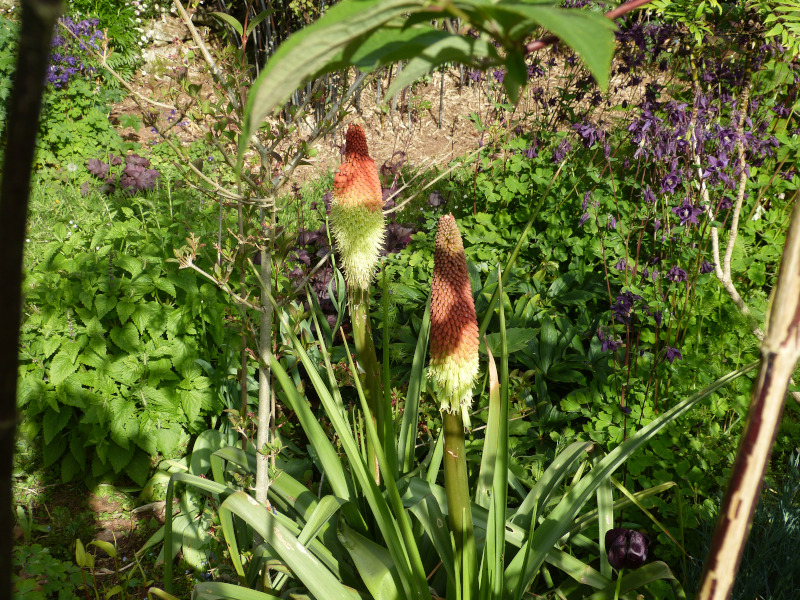 Kniphofia northiae.JPG