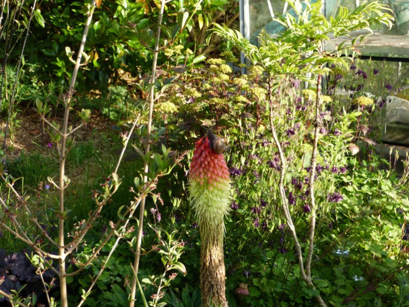 Kniphofia nortiae.JPG