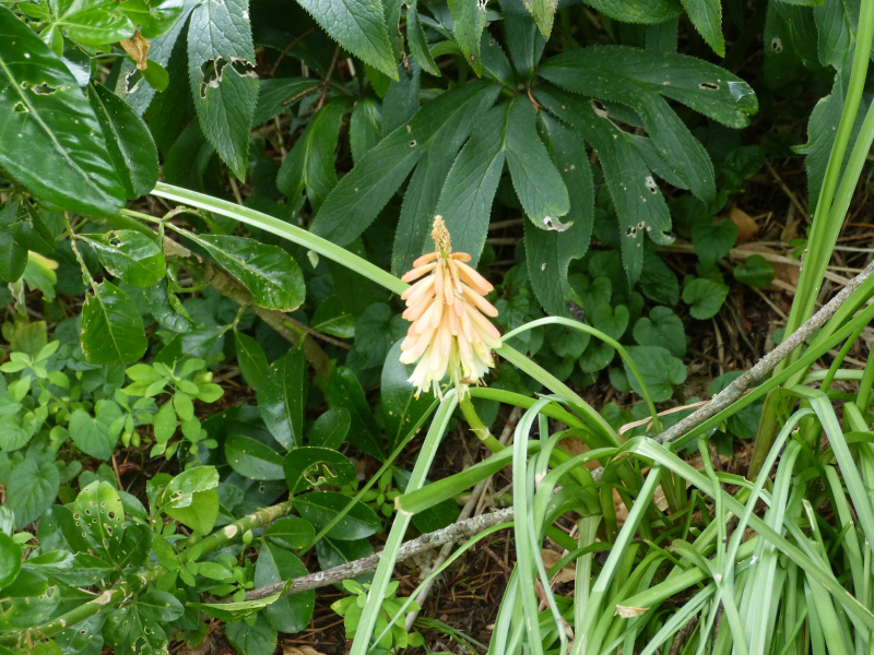 Kniphofia Popsicle.JPG