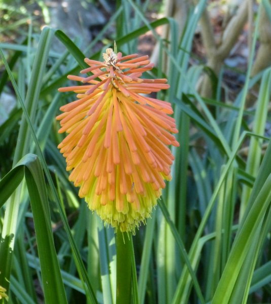 Kniphofia rooperi 2.JPG