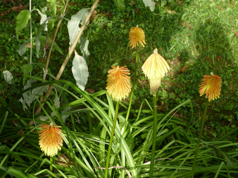 Kniphofia rooperi.JPG