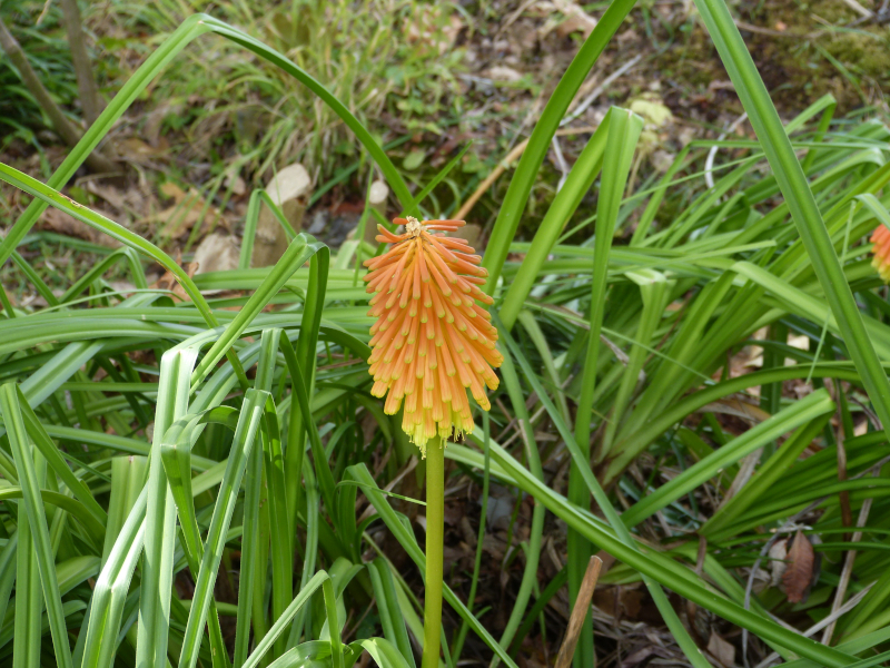 Kniphofia rooperi.JPG