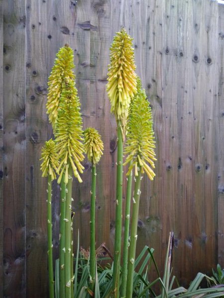 KniphofiaChristmasCheer2020Sm.jpg
