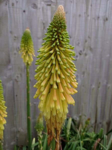 KniphofiaChristmasCheer4Sm.jpg